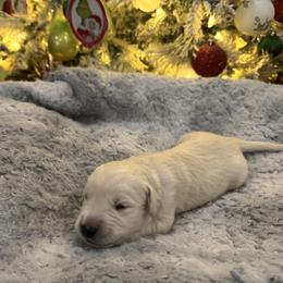Mayor Agustus May Who:Black Collar - Light golden male Golden Retriever puppy in Monterey, Tennessee from Lawson’s Green Acres Goldens and Mini Dachshunds