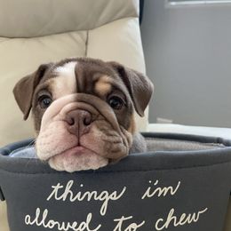 Bulldog and French Bulldog Puppies from JuneBug Bullies