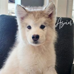 Azriel - Sable and white male Alaskan Malamute puppy in Kellerman, Alabama from Sunset Malamutes