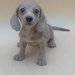 Chloe - Dapple female Dachshund puppy in Porterville, California from Desert Dynasty