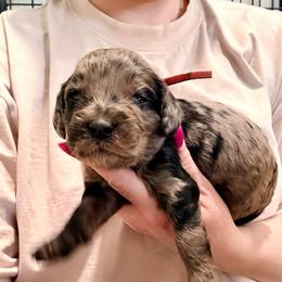 Creed - Merle male Cockapoo puppy in Denver, Pennsylvania from Greenview Puppies