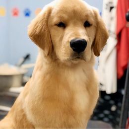 Golden Retriever Puppies from OPK GOLDENS
