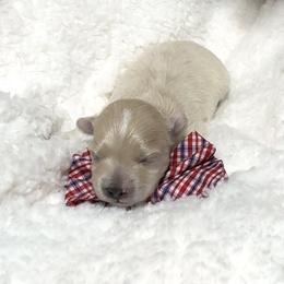 Romeo - Cafe au lait male Maltipoo puppy in Spring, Texas from GlamPaw Maltipoos