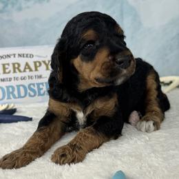 Nordseewind - North Sea Breeze - Phantom female Poodle puppy in Middlebourne, West Virginia from El Silencio Standard Poodles