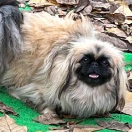 AKC Kona - Fawn sable female Pekingese puppy in Cumming, Georgia from Imperial Pekingese