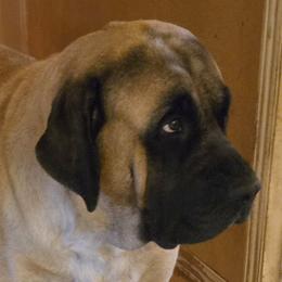Isabella - Mastiff