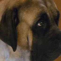 Isabella - Mastiff