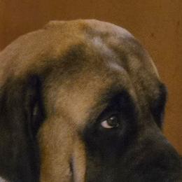 Isabella - Mastiff