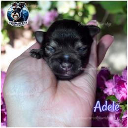 Adele - Liver female Miniature Schnauzer puppy in Spruce Pine, North Carolina from Schnauzers of Blue Ridge