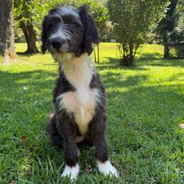 Hope (The Wasp) - female Australian Mountain Doodle puppy in Williamston, South Carolina from Sassy Bob’s Dogs