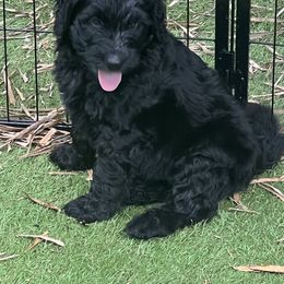 Bernedoodle Puppies from Bernedoodles By The Sea