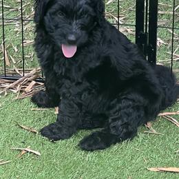 Bernedoodle Puppies from Bernedoodles By The Sea