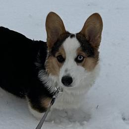 American Corgis and Pembroke Welsh Corgis from Corntassle Corgis