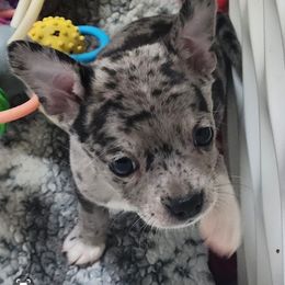 Companion Cross and French Bulldog Puppies from Legends Frenchton's, French Bulldogs & French Bullhuahua's