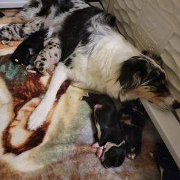 Australian Shepherd Puppies from Summit Australian Shepherds