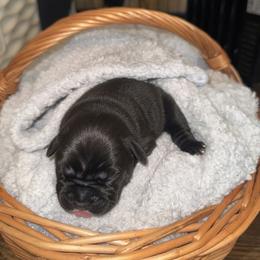 Cane Corso Puppies from Legacy Bloodline