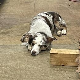 Eva - Australian Shepherd