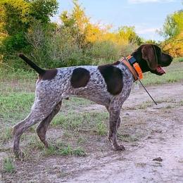 German Shorthaired Pointers from Diamond Tread Pointers