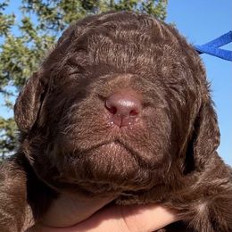 Howard - Brown and white male Saint Berdoodle puppy in Beach, North Dakota from Badland St. Berdoodles LLC