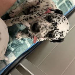 Dalmatian Puppies from Hallmark Dalmatians;