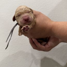 Boy 1 - Golden male Golden Retriever puppy in Victorville, California from Martinez Goldens