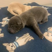 Chow Chow Puppies from Darling Chows