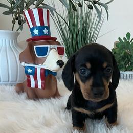 Madison SOL - Black and tan female Dachshund puppy in Menifee, California from Dachshunds in SoCal