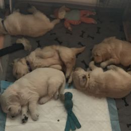 Golden Retriever Puppies from Daniel Ranch Golden Retrievers