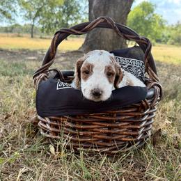 Black - Parti male Goldendoodle puppy in Celina, Texas from Kennedy Doodles