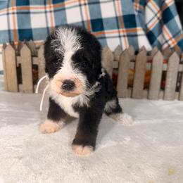Batgirl - Black and white female Bernedoodle puppy in Luana, Iowa from Country View Bernedoodles and Goldendoodles