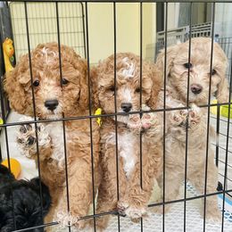 Cavapoo and Cockapoo Puppies from Benji’s Cockapoos