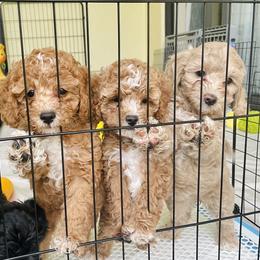Cavapoo and Cockapoo Puppies from Benji’s Cockapoos