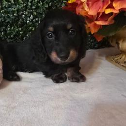 Zipper - Black and tan male Dachshund puppy in Centerville, Georgia from Mel's LowRider Ranch