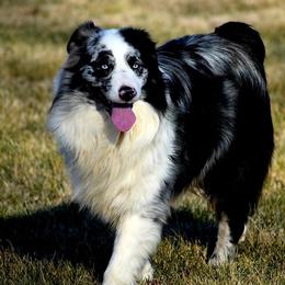 Clyde - Australian Shepherd