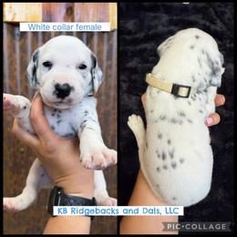 White Collar Female - White and black female Dalmatian puppy in Colome, South Dakota from KB Ridgebacks and Dals, LLC