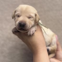 Labrador Retriever Puppies from Kounty Line Kennel LLC