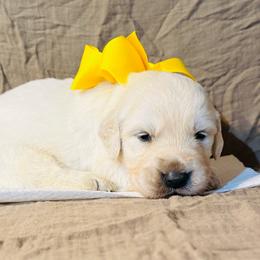 Boy 5 - Light golden male Golden Retriever puppy in Decatur, Indiana from Sporting Ridge K9’s