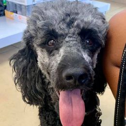 Poodles from Ocotillo Ranch Poodles and Stud Service