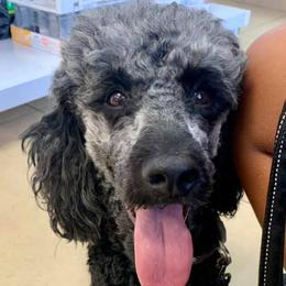 Poodles from Ocotillo Ranch Poodles and Stud Service