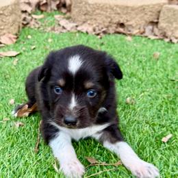 Mack - Black tri-color male Australian Shepherd puppy in Mount Vernon, Texas from RJ's Aussie Posse