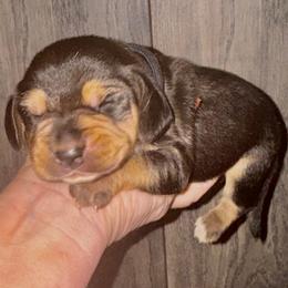 Gimli - Black and tan male Beagle puppy in Viper, Kentucky from Mountain Top