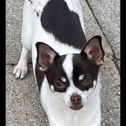 Charity - Chihuahua