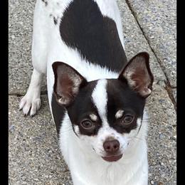 Charity - Chihuahua