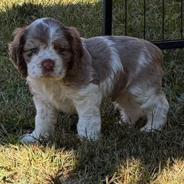 Male 2 - Brown and white male Cocker Spaniel puppy in Gadsden, Alabama from Rich Cat’s