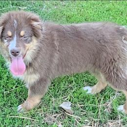 Mia - Red merle female Australian Shepherd puppy in Browerville, Minnesota from Rustic River Ranch Aussies