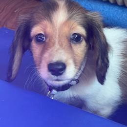 Shaded Red Piebald girl - Piebald female Dachshund puppy in Fenton, Michigan from Always Darling Dachshunds