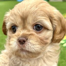 Bernedoodle and Cavapoo Puppies from Apricot Roots Doodles