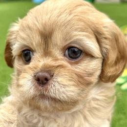 Bernedoodle and Cavapoo Puppies from Apricot Roots Doodles