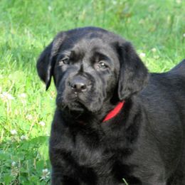 Labrador Retriever Puppies from Treasure Mountain Labrador Retrievers