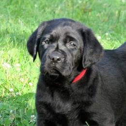 Labrador Retriever Puppies from Treasure Mountain Labrador Retrievers